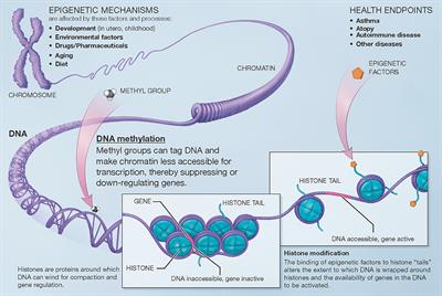 Epigenomics and Transcriptomics in the Prediction and Diagnosis of Childhood Asthma: Are We There Yet?